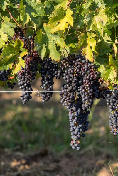 Röda Vindruvor Redo För Skörd Och Vinproduktion Saint Emilion Frankrike — Stockfoto