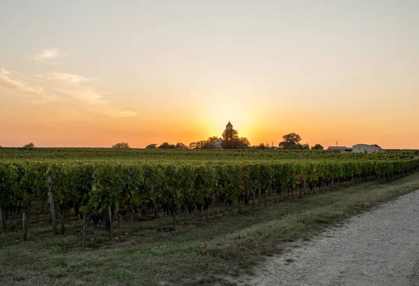Sunset Vineyards Montagne Saint Emilion Gironde Aquitaine France — Stock Photo, Image