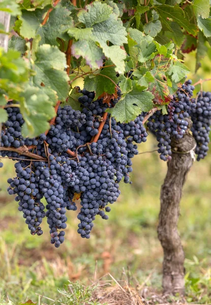 Närbild Röda Merlot Druvor Vingården Saint Emilion Gironde Aquitaine Frankrike — Stockfoto