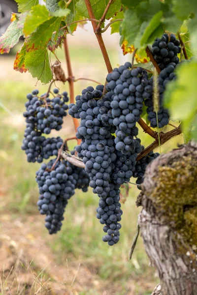 Üzüm Bağındaki Kırmızı Merlot Üzümlerini Kapatın Aziz Emilion Gironde Aquitaine — Stok fotoğraf