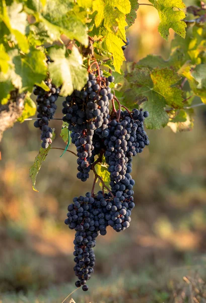 Lumière Matin Dans Les Vignobles Saint Georges Montagne Près Saint — Photo