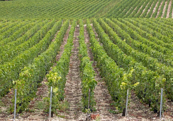 Aube Şubesinin Cote Des Bar Bölgesinde Şampanya Bağları Fransa — Stok fotoğraf