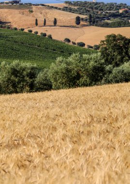 Abruzzo tepeler haddeleme Tarih Zeytinlik ve manzarayı alanları 