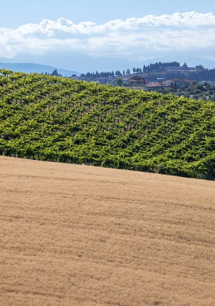 Pohled Obilných Polích Vinicích Zvlněných Kopcích Oblasti Abruzzo Itálie — Stock fotografie