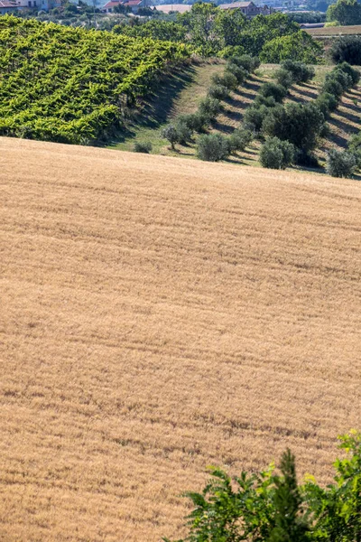 Panoramatický Pohled Olivových Hájů Vinic Farmy Zvlněné Kopce Oblasti Abruzzo — Stock fotografie