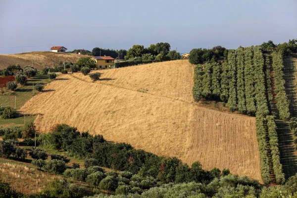 Vista Panoramica Degli Uliveti Delle Fattorie Sulle Dolci Colline Abruzzesi — Foto Stock