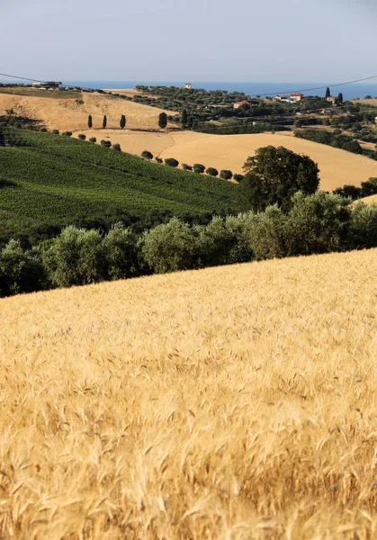 Vista Panoramica Oliveti Vigneti Aziende Agricole Sulle Dolci Colline Abruzzesi — Foto Stock