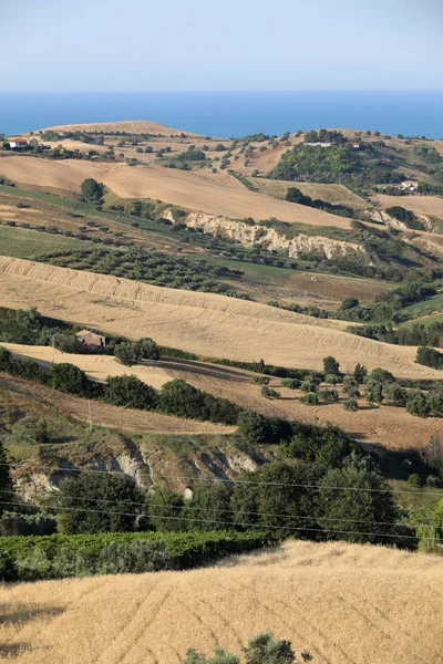 Panoramisch Zicht Van Olijfbomen Boerderijen Glooiende Heuvels Van Abruzzo Achtergrond — Stockfoto