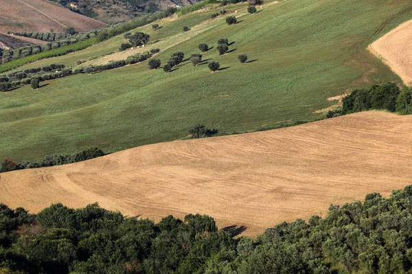 Panoramautsikt Över Olivlundar Och Fält Böljande Kullar Abruzzo — Stockfoto