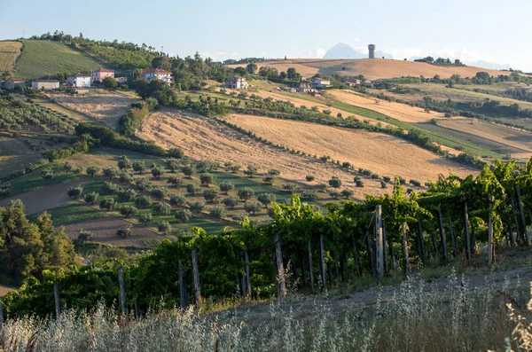 Panorámás Kilátás Nyílik Olajfa Szőlő Gazdaságok Dombok Abruzzo Olaszország — Stock Fotó