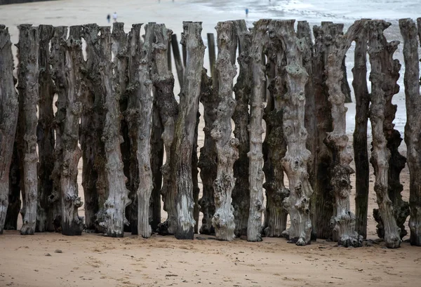 Gran Rompeolas 3000 Troncos Para Defender Ciudad Las Mareas Playa — Foto de Stock