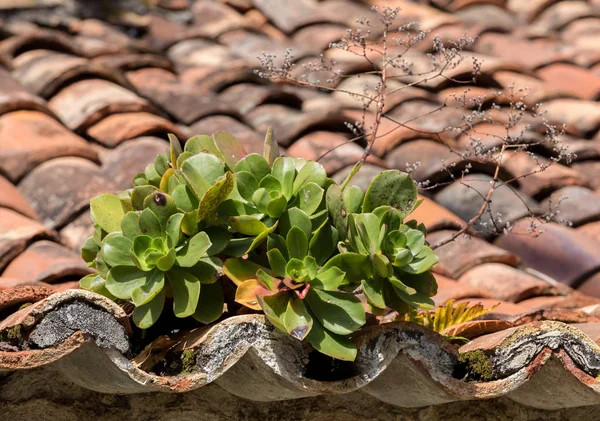 Miniaturní Šťavnaté Rostliny Rostou Staré Střešní Dlaždici Madeira Portugalsko — Stock fotografie