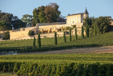 Saint Emilion bölgesindeki şarap hasadından önce Clos La Madeleine 'in köşesindeki üzüm bağlarında olgunlaşmış kırmızı üzümler. Fransa