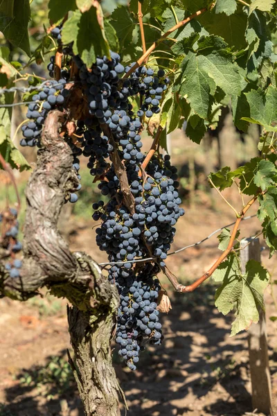 Uvas Tintas Preparadas Para Vendimia Producción Vino Saint Emilion Francia — Foto de Stock