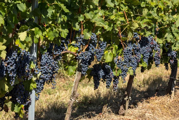 Kırmızı şarap üzümleri hasat ve şarap üretimine hazır. Aziz Emilion, Fransa