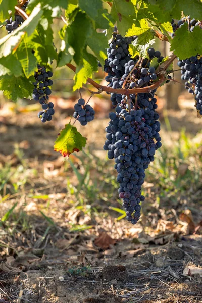 Röda Vindruvor Redo För Skörd Och Vinproduktion Medoc Frankrike — Stockfoto