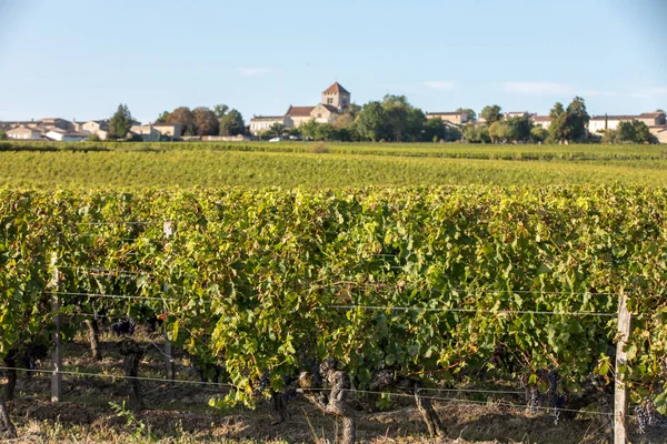 Ripe Red Merlot Grapes Rows Vines Vienyard Wine Harvest Montagne — Stock Photo, Image