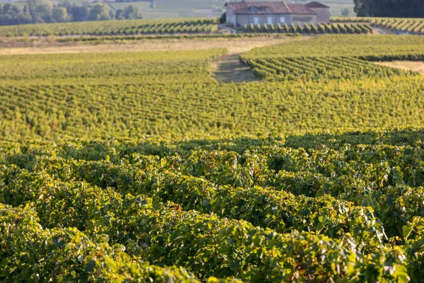 Rijp Rode Merlot Druiven Rijen Wijnstokken Een Vienyard Voor Wijnoogst — Stockfoto