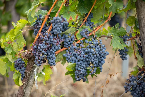 Üzüm Bağındaki Kırmızı Merlot Üzümlerini Kapatın Aziz Emilion Gironde Aquitaine — Stok fotoğraf