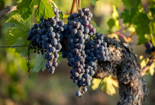 Primer Plano Uvas Rojas Merlot Viñedo Emilion Gironde Aquitania Francia — Foto de Stock