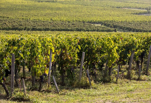 Ripe Red Merlot Grapes Rows Vines Vienyard Wine Harvest Saint — Stock Photo, Image