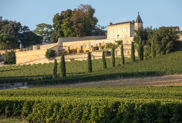 Uvas Tintas Maduras Hileras Viñas Viñedo Clos Madeleine Antes Vendimia — Foto de Stock