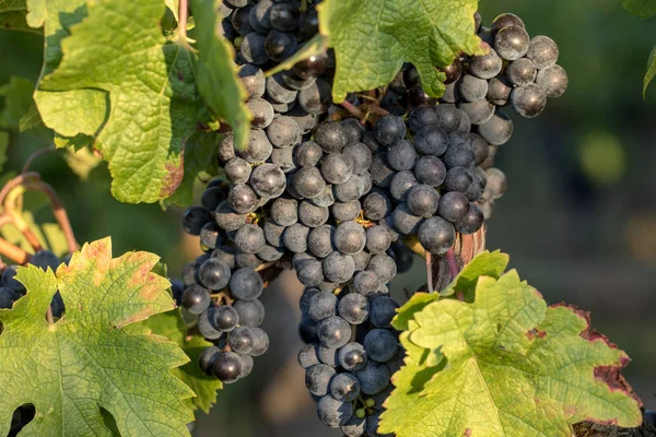 Primer Plano Uvas Rojas Merlot Viñedo Emilion Gironde Aquitania Francia — Foto de Stock