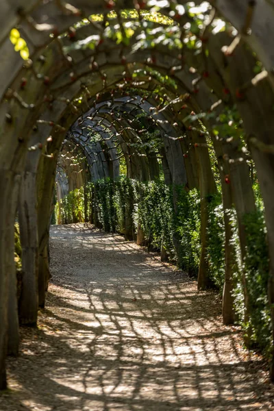Tunnel Vegetale Nei Giardini Dei Jardins Marqueyssac Nella Regione Della — Foto Stock