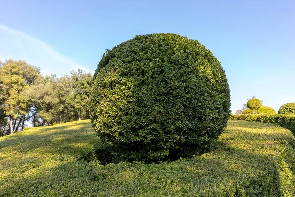 Topiary Nei Giardini Dei Jardins Marqueyssac Nella Regione Della Dordogna — Foto Stock