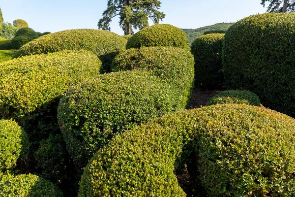 Топиар Садах Отеля Jardins Маркиссак Регионе Дордонь Франция — стоковое фото