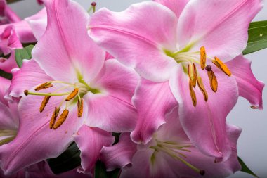 Pembe zambak çiçeklerine yakın çekim. Bu cinsteki türlerin yaygın isimleri arasında peri çiçeği zephyr zambak zambağı sihirli Atamasco zambağı ve yağmur zambağı bulunur..