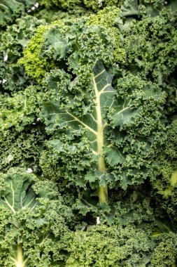 Sağlıklı taze kıvırcık lahana