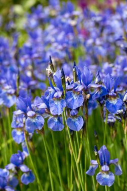 Mavi çiçekler versicolor Bahçede güzel çiçek açıyor