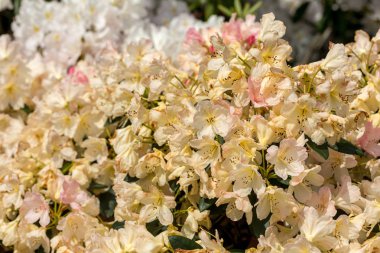 Rhodenron 'un sarı çiçekleri. Her bahçe için büyük bir süs.