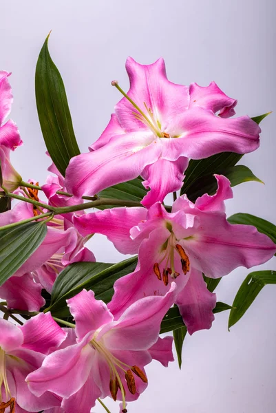 Крупный План Розовых Цветов Лилий Общие Названия Видов Этого Рода — стоковое фото