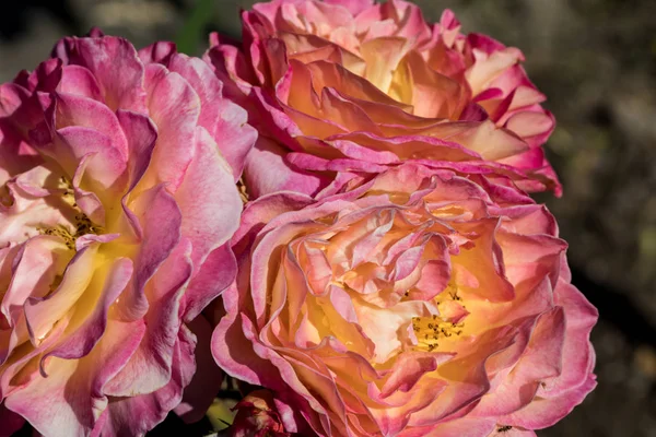 Rosas Coloridas Flores Rama Jardín — Foto de Stock