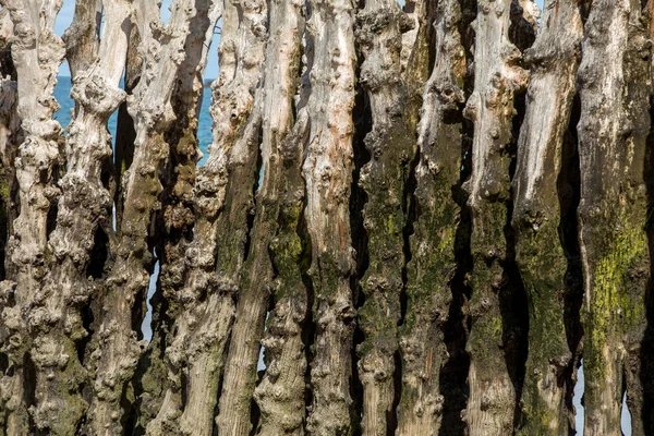 在法国布列塔尼的Ille Vilaine的Saint Malo的大防波堤上 有3000条树干 用来保护这座城市不受潮水的侵袭 — 图库照片