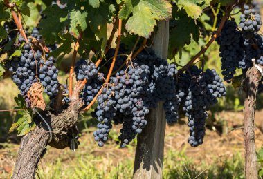 Kırmızı şarap üzümleri hasat ve şarap üretimine hazır. Aziz Emilion, Fransa