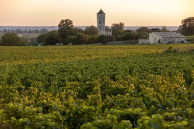 Saint Emilion, Gironde, Aquitaine yakınlarındaki Montagne üzüm bağında sıcak güneş ışığıyla aydınlanan olgun Merlot üzümleri. Fransa