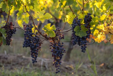 Üzüm bağındaki kırmızı merlot üzümlerini kapatın. Aziz Emilion, Gironde, Aquitaine. Fransa