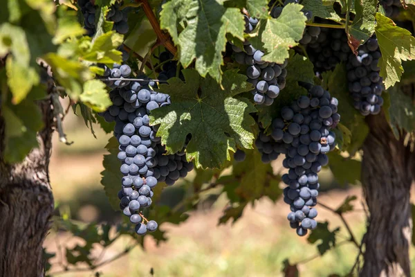 Uvas Vinho Tinto Prontas Para Colheita Produção Vinho Saint Emilion — Fotografia de Stock