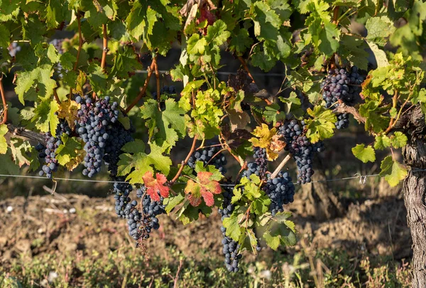 Uvas Tintas Preparadas Para Vendimia Producción Vino Saint Emilion Francia — Foto de Stock