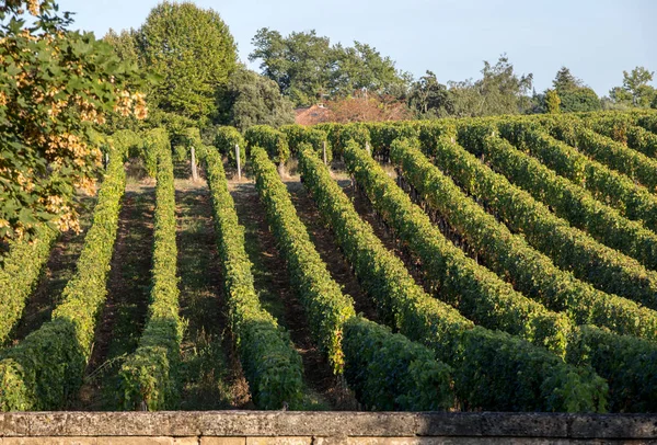 Érett Vörös Merlot Szőlő Szőlősorok Egy Vienyard Előtt Borszüret Szent — Stock Fotó