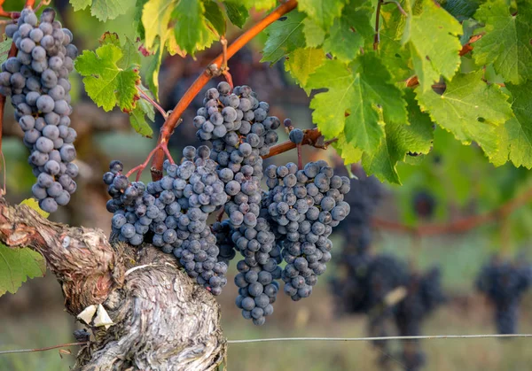 Winogrona Czerwone Gotowe Zbioru Produkcji Wina Saint Emilion Francja — Zdjęcie stockowe