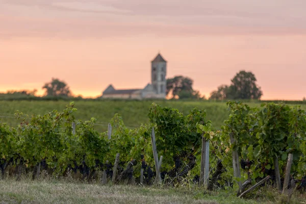 Zonsondergang Boven Wijngaarden Van Montagne Bij Saint Emilion Gironde Aquitaine — Stockfoto