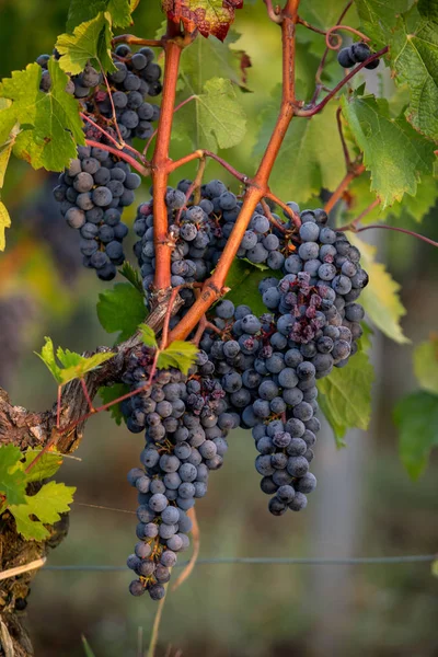 Rode Wijndruiven Klaar Oogsten Wijnproductie Saint Emilion Frankrijk — Stockfoto