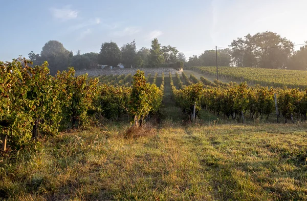 Reggeli Fény Szőlőültetvények Saint Georges Montagne Közelében Saint Emilion Gironde — Stock Fotó