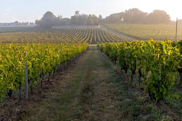 Reggeli Fény Szőlőültetvények Saint Georges Montagne Közelében Saint Emilion Gironde — Stock Fotó