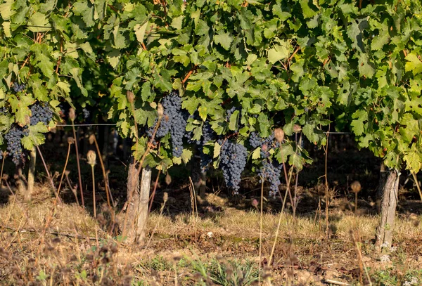 Uvas Merlot Vermelhas Maduras Fileiras Vinhas Vienyard Antes Colheita Vinho — Fotografia de Stock