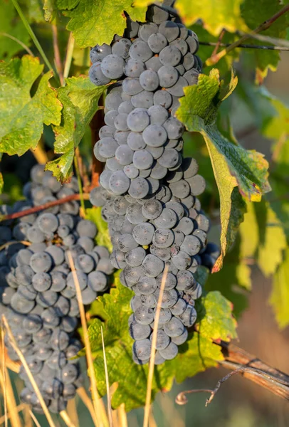 Közelről Vörös Merlot Szőlő Szőlőültetvényen Medoc Gironde Aquitaine Franciaország — Stock Fotó